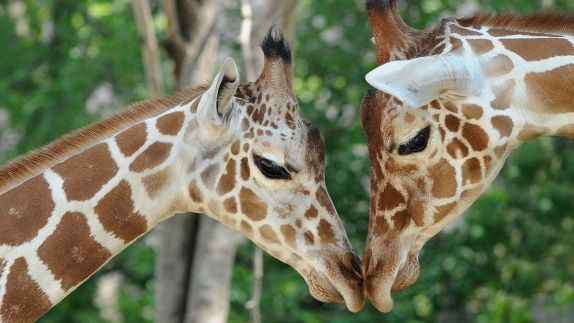 Hotels Near Brookfield Zoo The Westin Lombard Yorktown Center A Great Hotel Location Near Brookfield Zoo